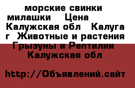 морские свинки (милашки) › Цена ­ 1 000 - Калужская обл., Калуга г. Животные и растения » Грызуны и Рептилии   . Калужская обл.